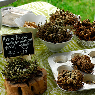 Rose of Jericho